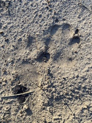 Canis familiaris