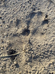 Canis familiaris