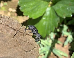 Aegorhinus superciliosus