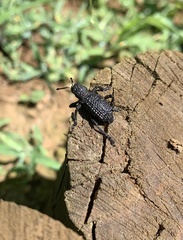 Aegorhinus superciliosus