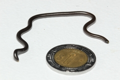 Epictia vindumi