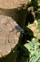 Aegorhinus superciliosus