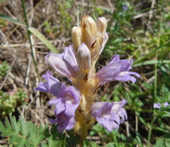 Phelipanche arenaria