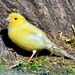 Domestic Canary - Photo (c) jnucks, some rights reserved (CC BY-NC)