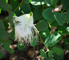 Capparis sandwichiana