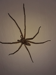 Heteropoda venatoria