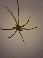 Heteropoda venatoria