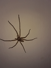 Heteropoda venatoria