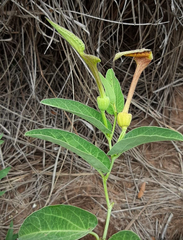 Aristolochia lingua