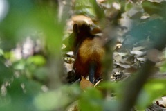 Rhynchocyon chrysopygus