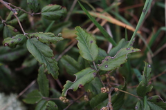 Rubus schmidelioides schmidelioides