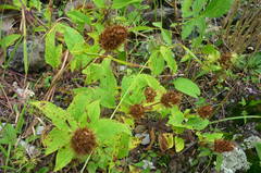 Lepechinia caulescens