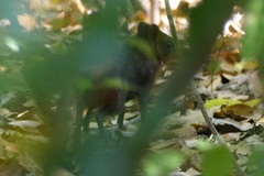 Rhynchocyon chrysopygus