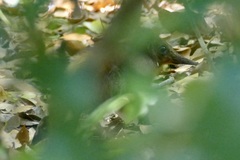 Rhynchocyon chrysopygus