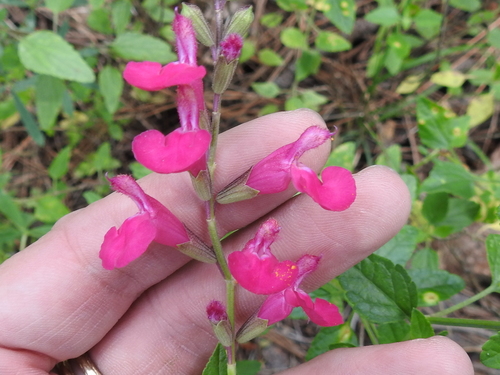 Image of Salvia lemmonii by (c) Sam Kieschnick, some rights reserved (CC BY)