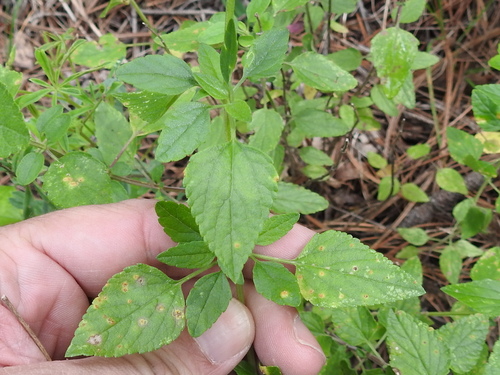 Image of Salvia lemmonii by (c) Sam Kieschnick, some rights reserved (CC BY)