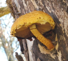 Pholiota adiposa