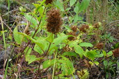 Lepechinia caulescens