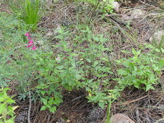 Salvia lemmonii