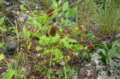 Lepechinia caulescens