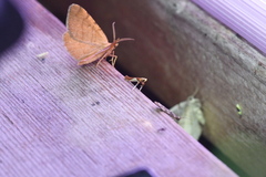 Caloptilia packardella