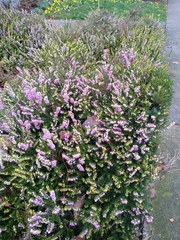 Calluna