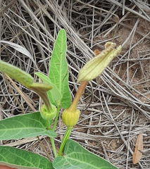 Aristolochia lingua