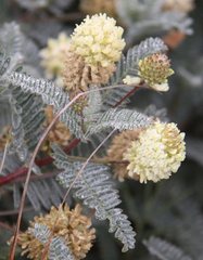 Astragalus pycnostachyus pycnostachyus