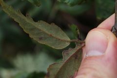 Rubus schmidelioides schmidelioides