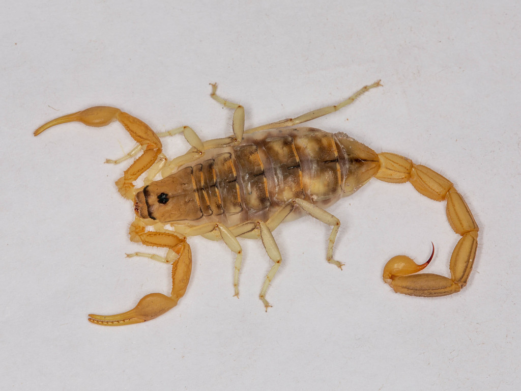 Orange Lesser-Thicktail Scorpion