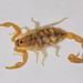 Orange Lesser-Thicktail Scorpion - Photo (c) Grant Reed, some rights reserved (CC BY-NC), uploaded by Grant Reed