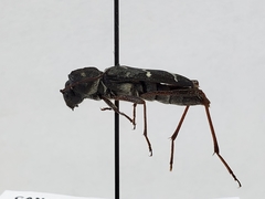 Neoclytus muricatulus