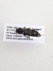 Neoclytus muricatulus