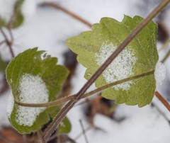 Lamium galeobdolon