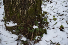 Lamium galeobdolon