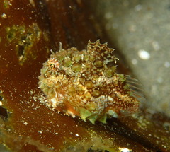 Eumicrotremus orbis
