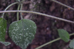 Lamium galeobdolon