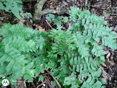 Adiantum trapeziforme