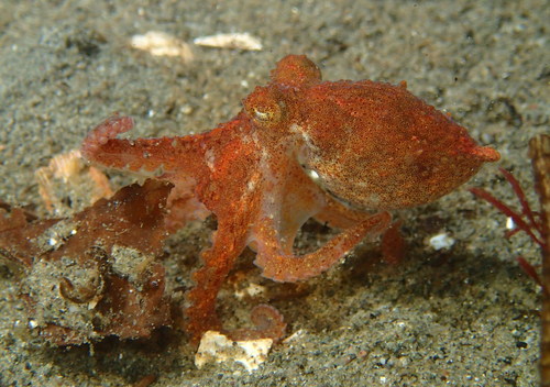 East Pacific Red Octopus