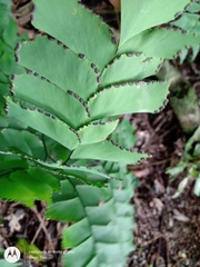 Adiantum trapeziforme
