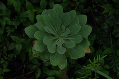 Othonna triplinervia