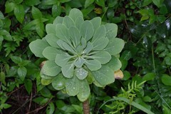 Othonna triplinervia