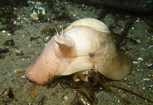 Lewis's Moon Snail