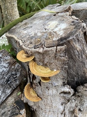 Trametes cubensis