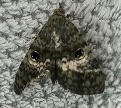 Glenopteris oculifera