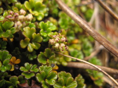 Azorella hydrocotyloides