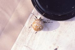 Araneus yukon