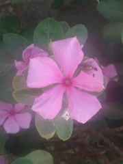 Catharanthus roseus