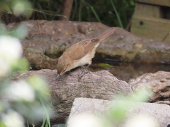 Acrocephalus scirpaceus baeticatus