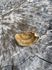 Trametes cubensis